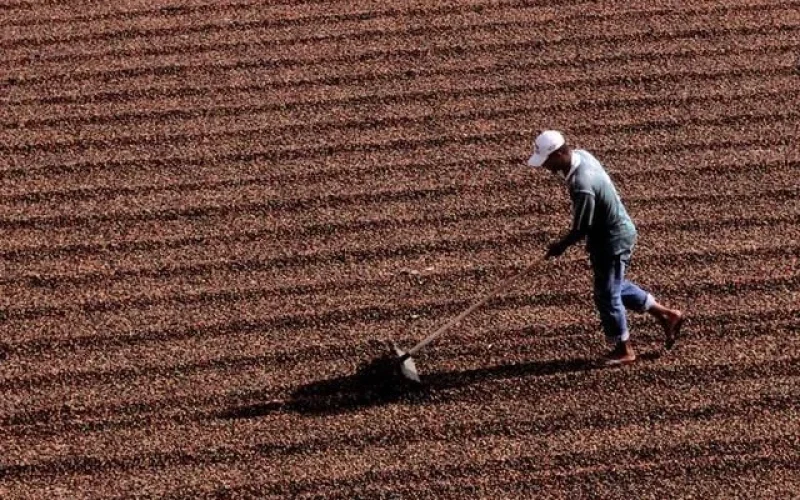 Colheita de Café no Cerrado Mineiro Reta Final: 93% Coletado, Mas Chuvas Desafiam Recolhimento de Grãos Caídos