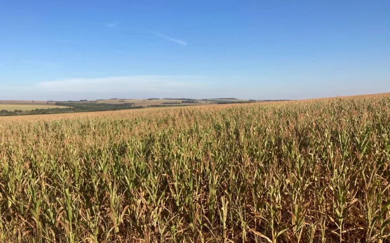 Seguro Rural em 2027: Orçamento Previsto Cobre Metade do Necessário, Aponta Estudo da FGV Agro