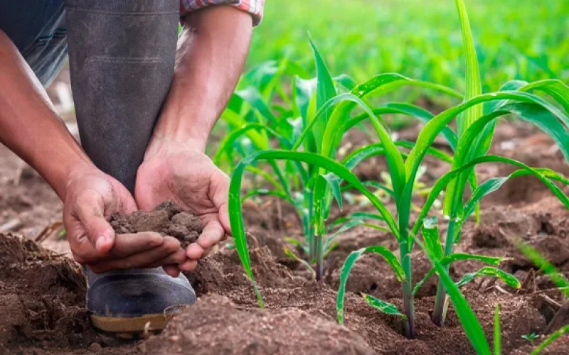 PIB em Baixa? Agro Salva Contas do Brasil, Mas Quem Salva o Produtor Rural?