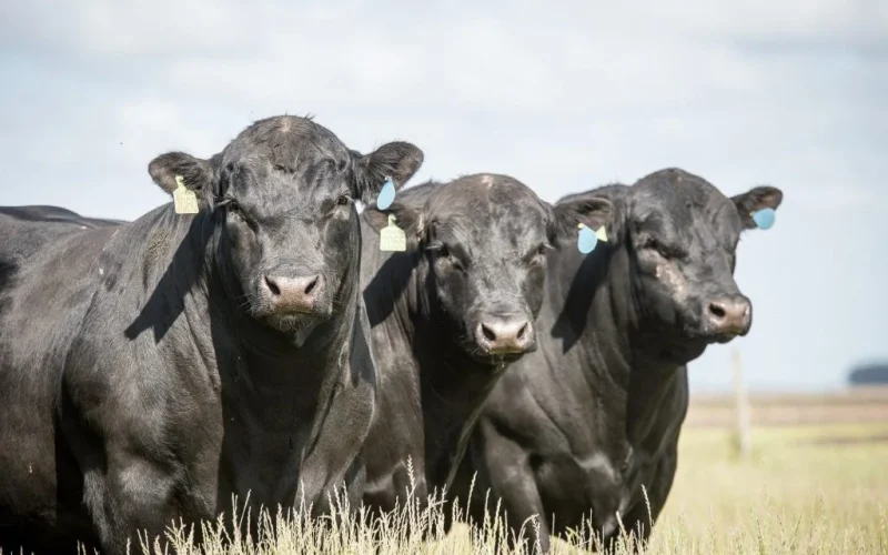 Mistério na Expointer: Mortes de Touros e Cavalo Levantam Perguntas sobre Saúde Animal e Economia Agropecuária