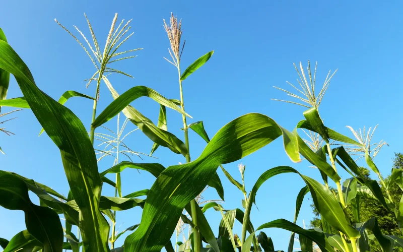 Crise no Irã Dispara Preços de Fertilizantes: O Impacto Direto nos Custos da Agricultura e no Seu Bolso