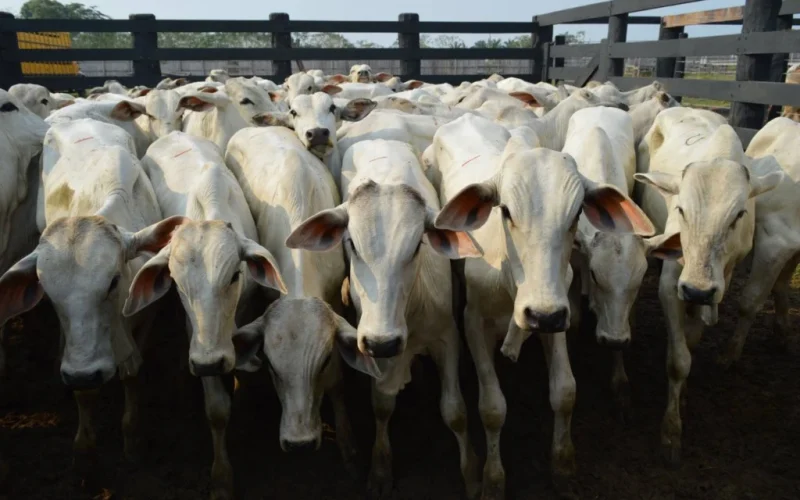 Preço do Boi Gordo Dispara: Alta de 3,1% em Agosto Sinaliza Valorização e Menor Oferta no Mercado Brasileiro