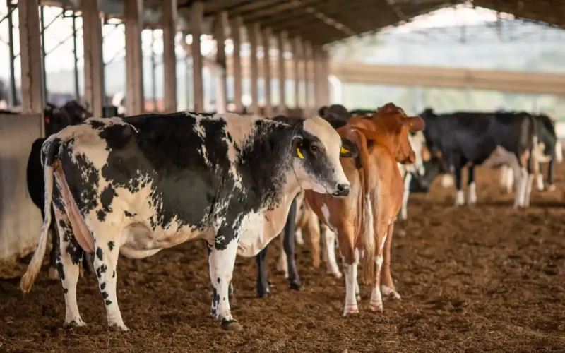 Carne Brasileira Suspensa na UE: Entenda o Impacto Financeiro e os Próximos Passos para Exportadores