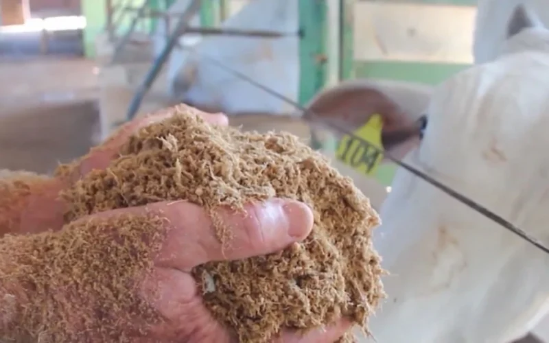 Soja na Nutrição Animal: Mitos e Verdades sobre Problemas de Casco em Bovinos de Corte
