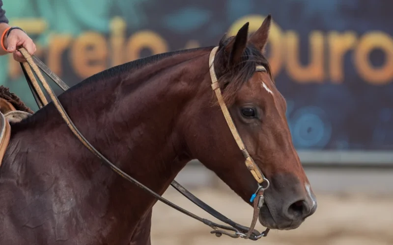 Cavalo Crioulo Dispara Vendas na Expointer 2026: Crescimento de 17% em Leilões Impulsiona Mercado e Revela Força Genética