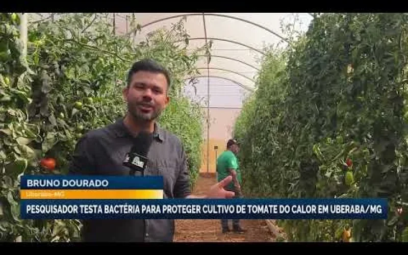 Bactéria Revolucionária Promete Salvar Tomates Mineiros das Altas Temperaturas e Baixar Custos