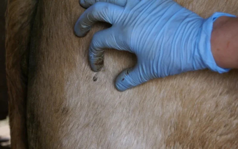 Tristeza Parasitária Bovina: Como a Expointer Sinaliza Riscos e Custos para a Pecuária e o Controle Estratégico de Carrapatos