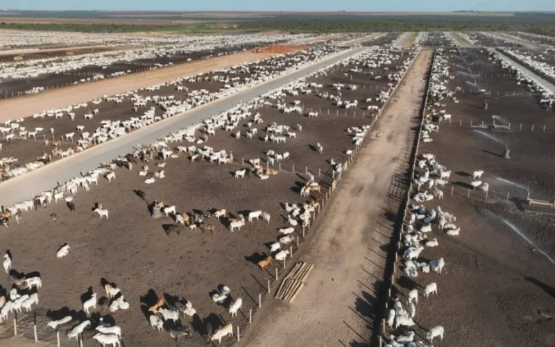 Pneumonia Bovina: Entenda Como a Contaminação Atinge Seu Rebanho e Preze Pela Sanidade Respiratória