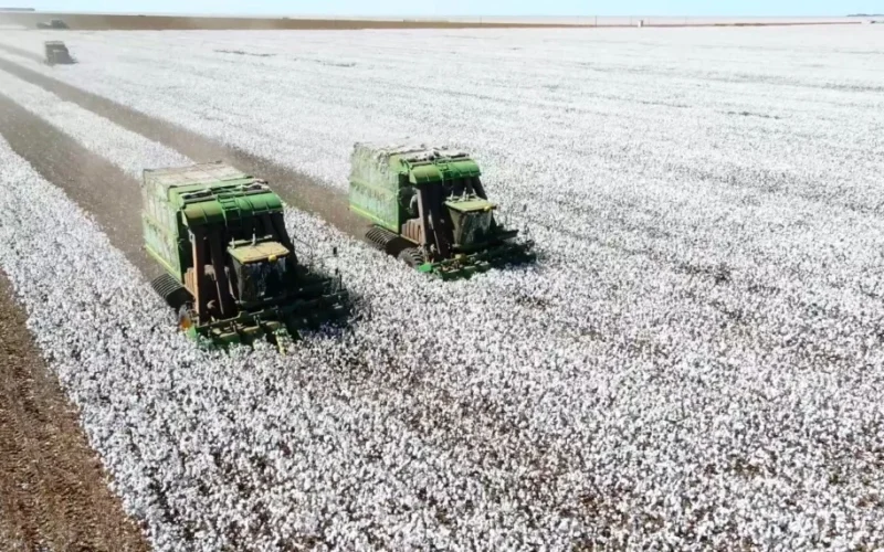 Algodão Brasileiro: Produtividade Recorde em 2025/26 Apesar da Redução de Área Plantada, Impulsiona o Mercado Global