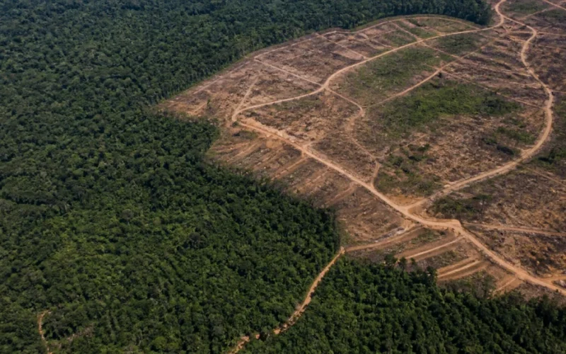 Desmatamento no Cerrado Cai 18,9% em Agosto: Um Alívio Climático e Econômico em Meio à Alta na Amazônia