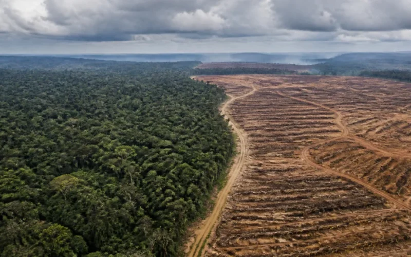 Alerta Urgente: "Máquina de Chuva" da Amazônia em Risco de Colapso e Impactos Econômicos Devastadores