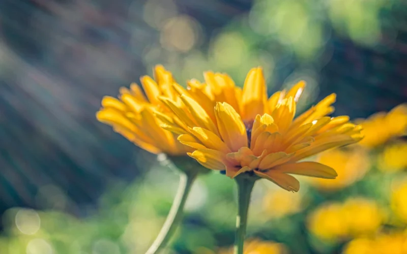 Biofertilizante Sustentável: Bagaço de Uva Transforma Flores Comestíveis em Fonte de Antioxidantes e Novos Mercados