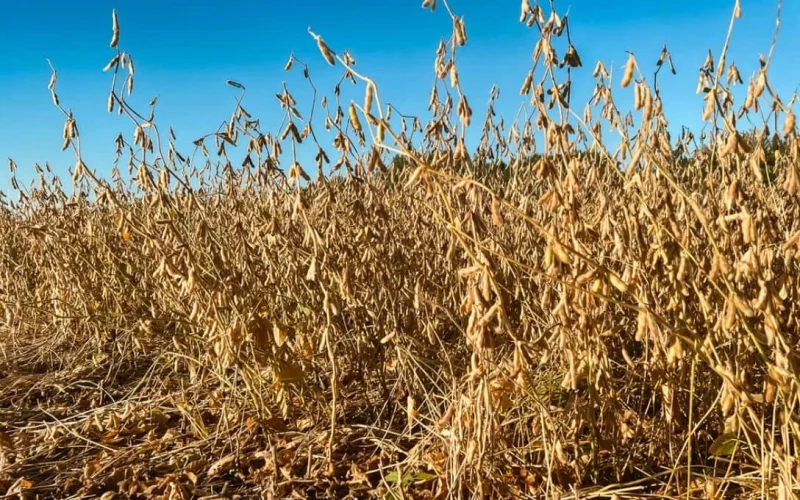 Soja Dispara em Chicago: Petróleo em Alta e Chuvas nos EUA Elevam Preços e Preocupam Agricultores