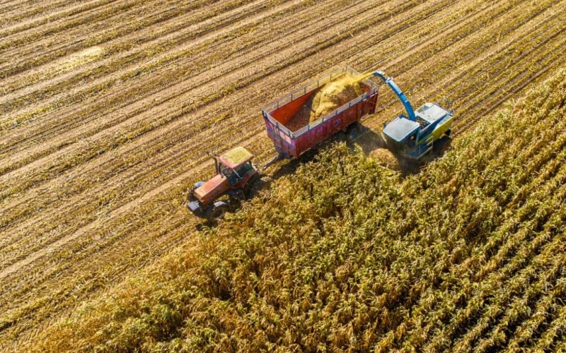 USDA: Milho e Soja em Alta? Entenda o Relatório que Mexe com os Preços Agrícolas e o que Isso Significa para Você