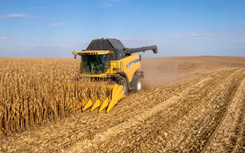 Colheita de Milho Segunda Safra no Brasil: 98,1% Coletado e Impactos no Mercado Agrícola