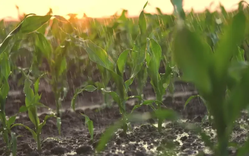 El Niño Poderoso Causa Chuvas Recordes no Sul e Sudeste: Impacto Imediato em Alimentos e Commodities