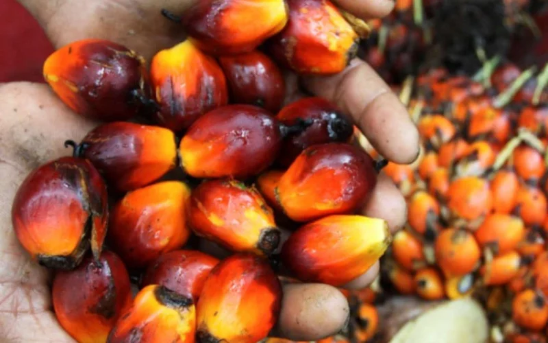 Daabon Detona Mercado de Palma: Grupo Colombiano Adquire Agropalma no Brasil em Movimento Estratégico de Expansão