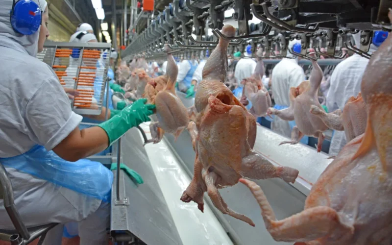 Frango em Alta e Ovos Recordistas: Entenda o Impacto no Seu Bolso e na Indústria Alimentícia
