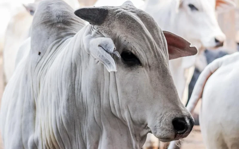El Niño Ameaça Oferta de Gado: Preços do Boi Podem Disparar com Seca e Chuvas Intensas