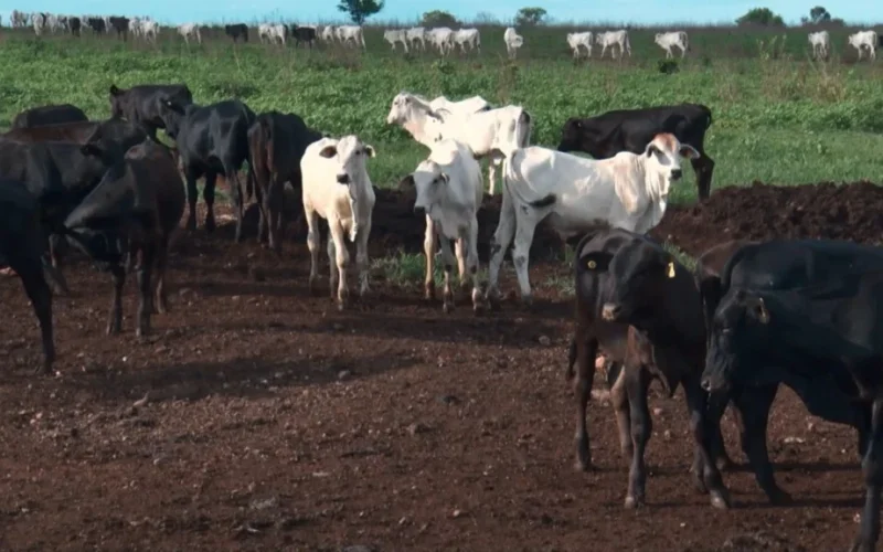 Boi Bolinha: Como Evitar o Excesso de Gordura na Recria do Gado e Otimizar Lucros na Pecuária