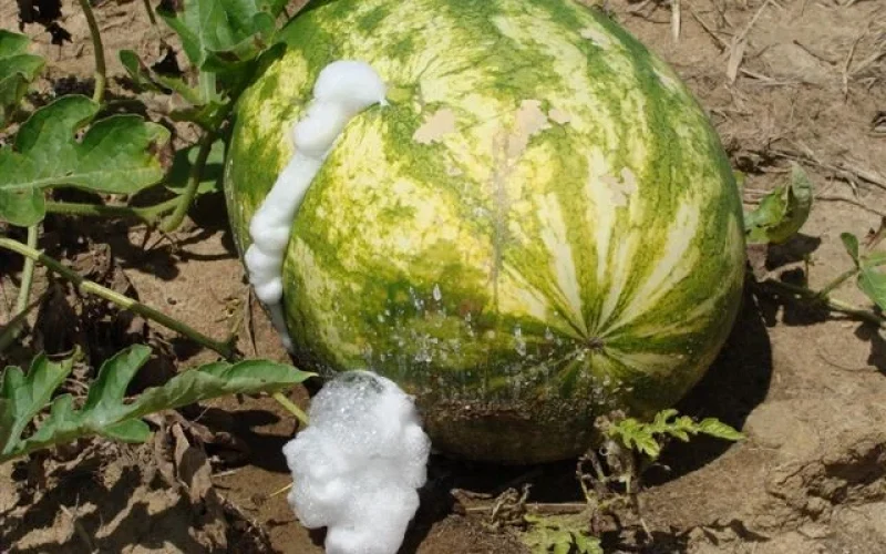 Sementes Piratas: O Risco Silencioso que Devasta Lavouras e o Bolso do Produtor Rural Brasileiro