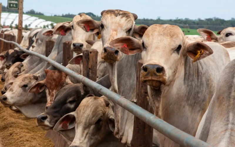 Uruguai cede cota de carne para China ao Brasil: Entenda o impacto limitado em 2026 e a estratégia para 2027