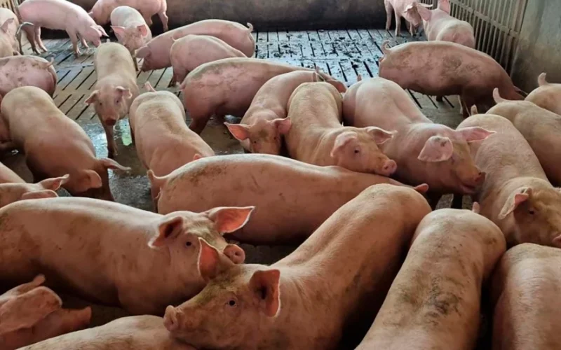 Suíno em Queda Livre: Preço Despenca no Brasil e Produtores Sofrem Prejuízos em Vendas Domésticas
