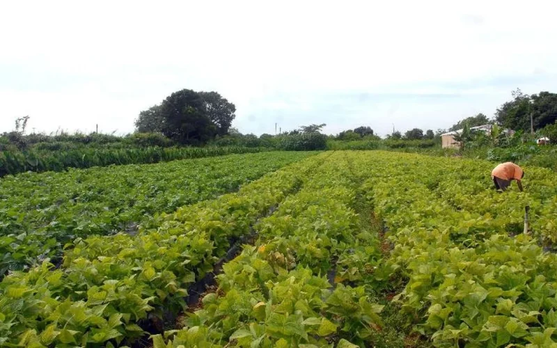 Crédito Extraordinário de R$ 64,3 Milhões Destinado à Segurança Alimentar e Povos Indígenas: Impacto Econômico e Social Revelado