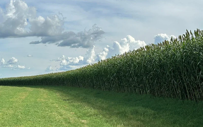 Sorgo Dispara no Brasil: Etanol e China Impulsionam Produção e Criam Nova Oportunidade de Investimento Agrícola