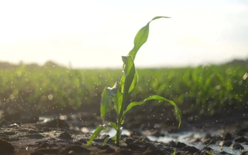 Primavera 2024: El Niño Histórico Traz Chuvas Intensas no Sul e Seca no Norte do Brasil, Impactando Agriculturas e Economia