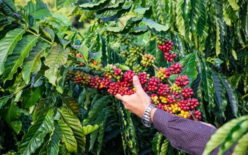 El Niño Ameaça Safra de Café 2027/28: Produtores em Alerta com Floradas e Qualidade do Grão