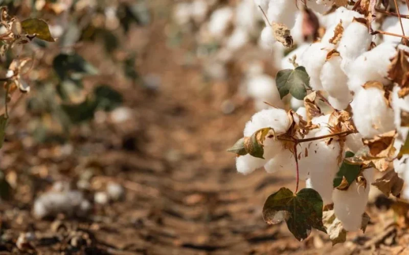 Bayer Revoluciona o Algodão: Novo Inseticida Plenexus Promete Eficiência e Sustentabilidade a Partir de 2027/28