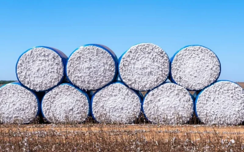 Algodão em Alta: Produção Global em Queda Impulsiona Brasil e Sinaliza Preços Elevados por Mais Tempo