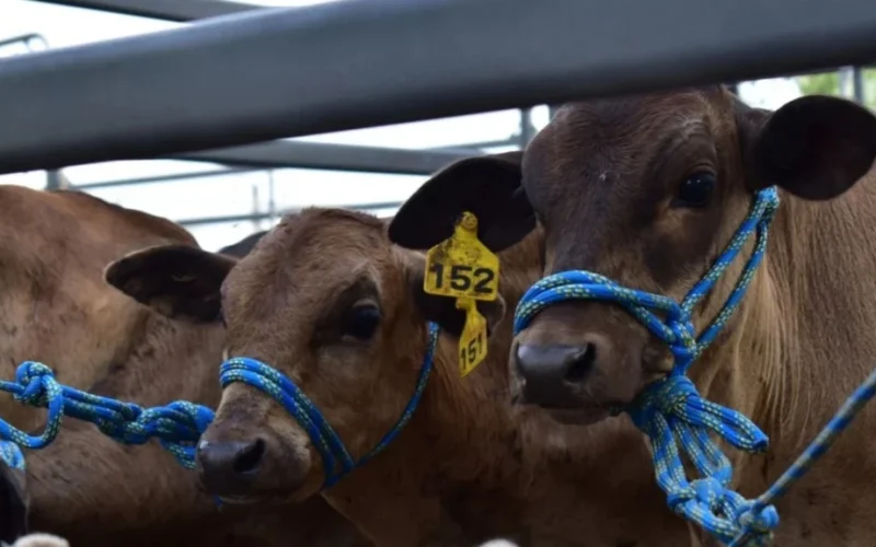 Roraima Inova: Primeiros 50 Bezerros Wagyu Nascem e Prometem Revolucionar Pecuária com Genética Japonesa e Potencial de Exportação
