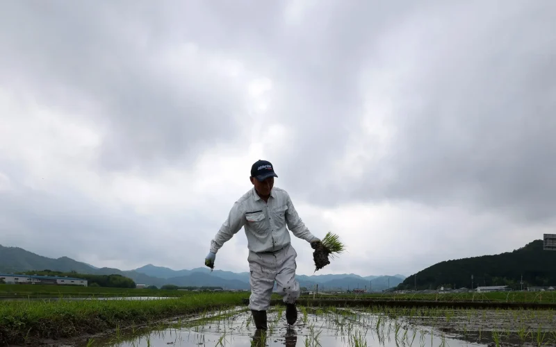 Arroz no Japão: Da Seca à Superprodução em 2 Anos, Entenda a Montanha-Russa Que Surpreendeu Especialistas