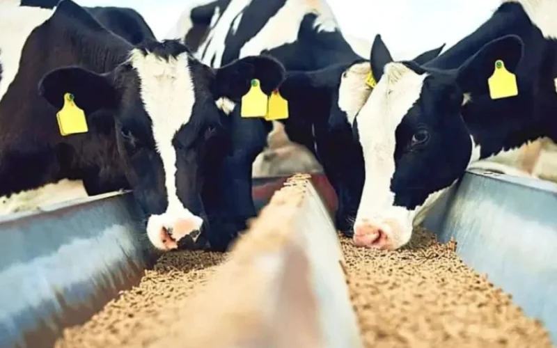 A Separação Precoce de Bezerros na Pecuária Leiteira: Um Protocolo Essencial para a Longevidade e Produtividade do Rebanho