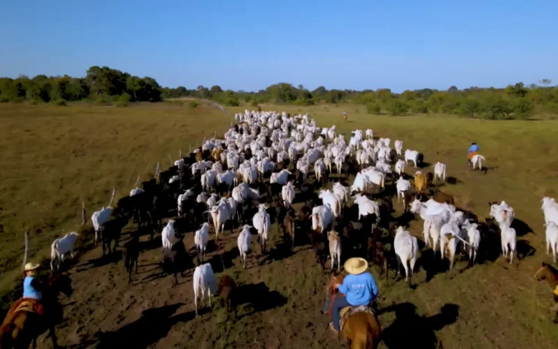 Pecuária: Um Gigante Essencial na Proteína Global e no PIB Agrícola, Revela Estudo da FAO
