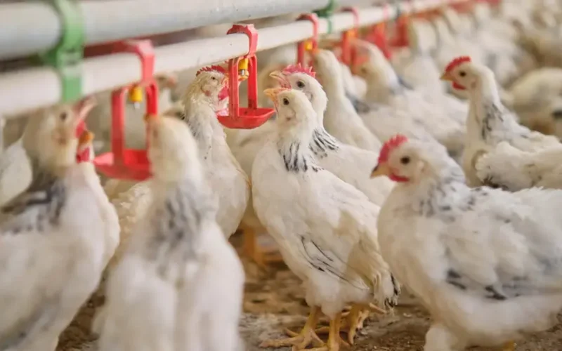 Auditoria da UE Aprova Frango Brasileiro: Importações Liberadas e Impacto no Agronegócio