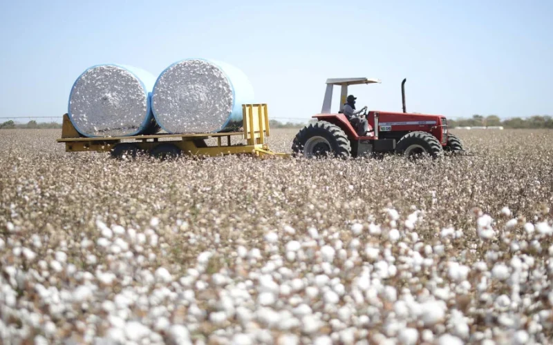 Do Café ao Algodão: Grupo DB Transforma 30 Mil Hectares no Cerrado Mineiro com Diversificação Estratégica