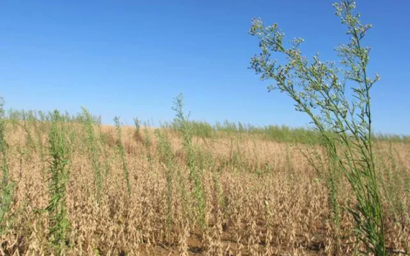 Safra de Soja 2026/27: Pesquisador da Embrapa Alerta Sobre Plantas Daninhas e Manejo Essencial Pós-Milho