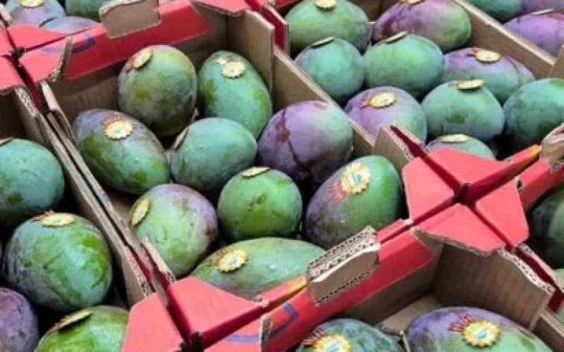Manga Palmer em Queda Livre: Preço Cai 23% na Ceagesp, Sinal de Abundância e Oportunidade para o Consumidor