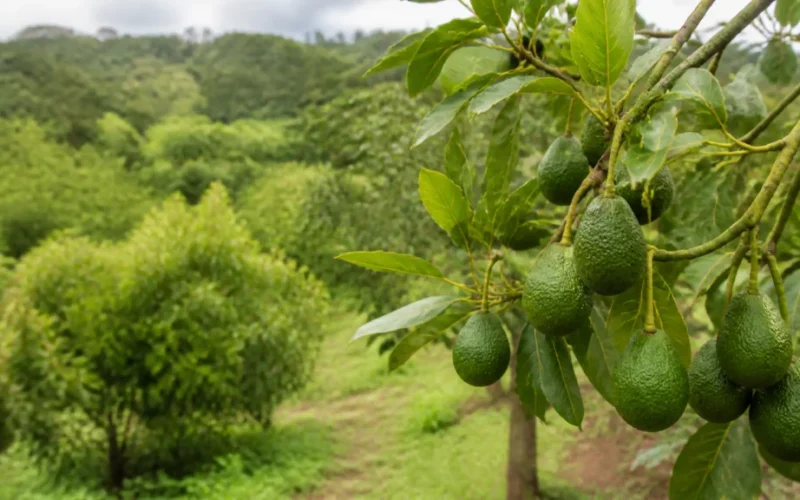 Conabio Amplia Prazo para Debater Espécies Invasoras: Impactos e Estratégias para o Agronegócio Brasileiro