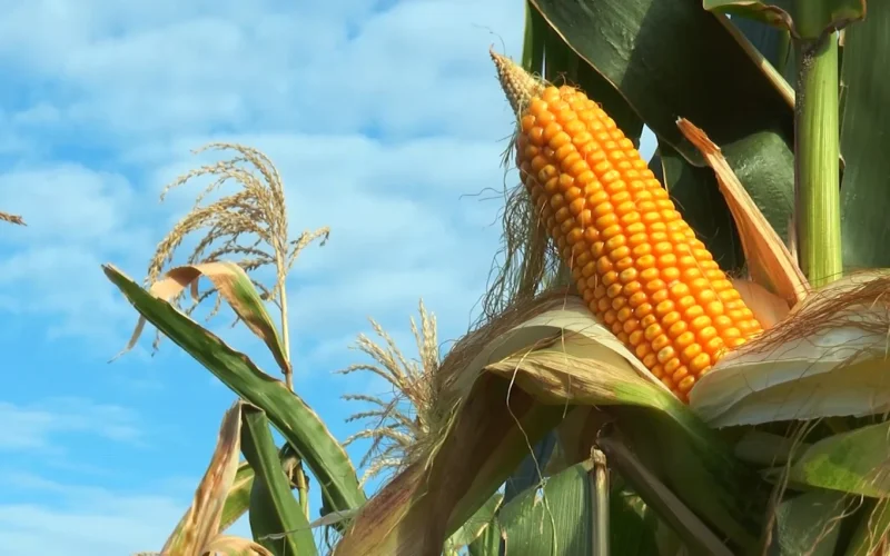 Etanol de Milho no Brasil: Produção Pode Dobrar em 10 Anos e Revolucionar o Mercado Agrícola