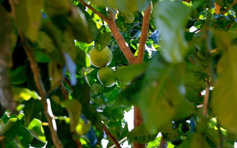 Preço do Limão Dispara: Por Que a Fruta Virou Ouro na Entressafra e O Que Esperar?