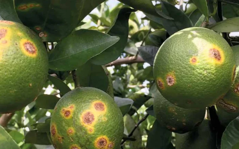 Biodefensivo revolucionário: vírus descoberto em SP combate o cancro cítrico e reduz custos bilionários na citricultura