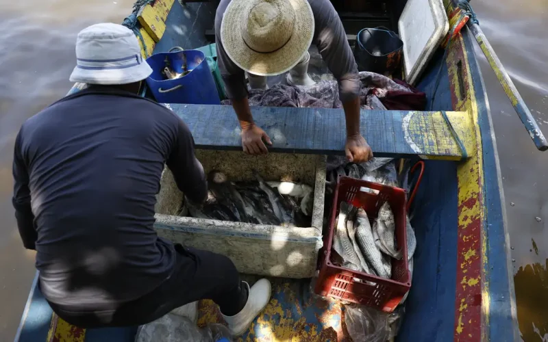 Seguro-Defeso: 6º Lote de R$ 179 Milhões Libera Renda para 110 Mil Pescadores em Novembro