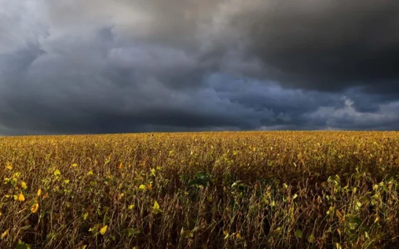 Margens de Soja em Queda: Expansão da Área no Brasil Ameaçada pela Incerteza e Custos Elevados em 2026/27