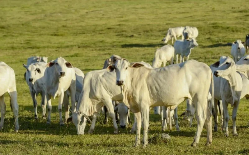 Fim da Cota Chinesa e Auge de Confinamentos: Preço do Boi Gordo em Risco no 2º Semestre?