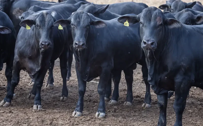 Crédito Rural: CMN Reduz Juros do Pronaf para Cooperativas e Impulsiona Genética Bovino