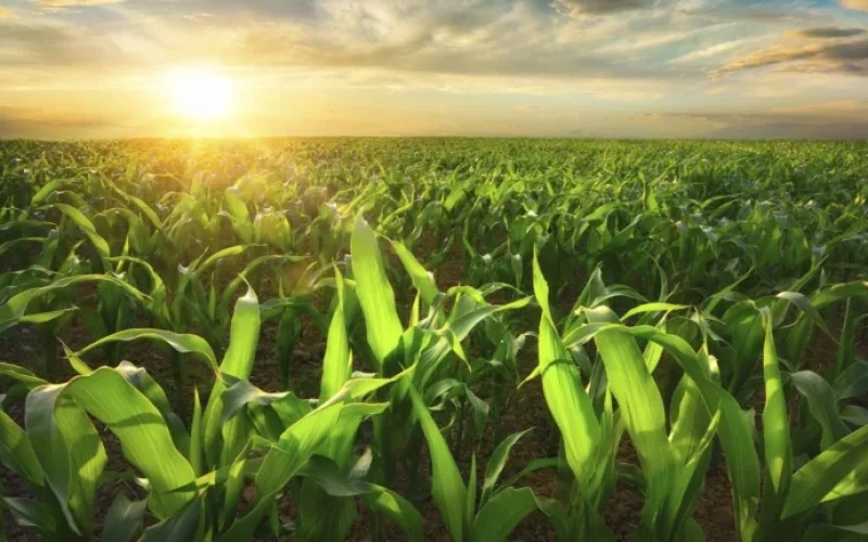 Seca Ameaça Lavouras no Sul e Sudeste do Brasil: Chuvas Insuficientes e Calor Elevam Risco de Perdas Agrícolas